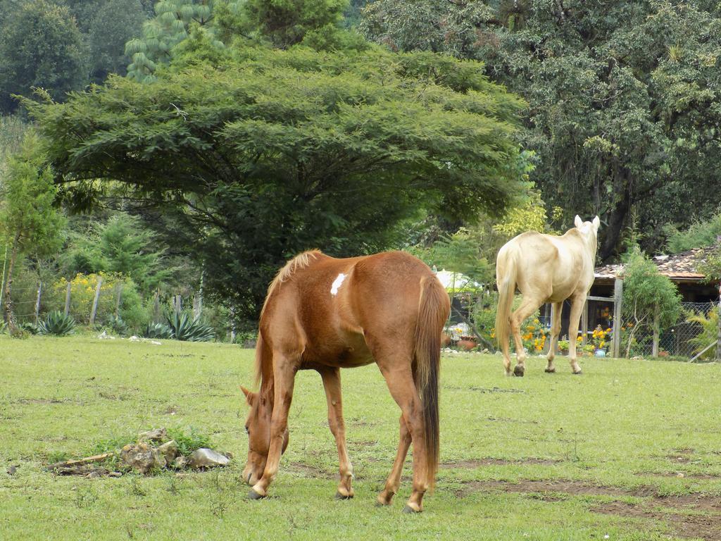 Rancho Hostal La Escondida Eco Park Teopisca Exterior photo